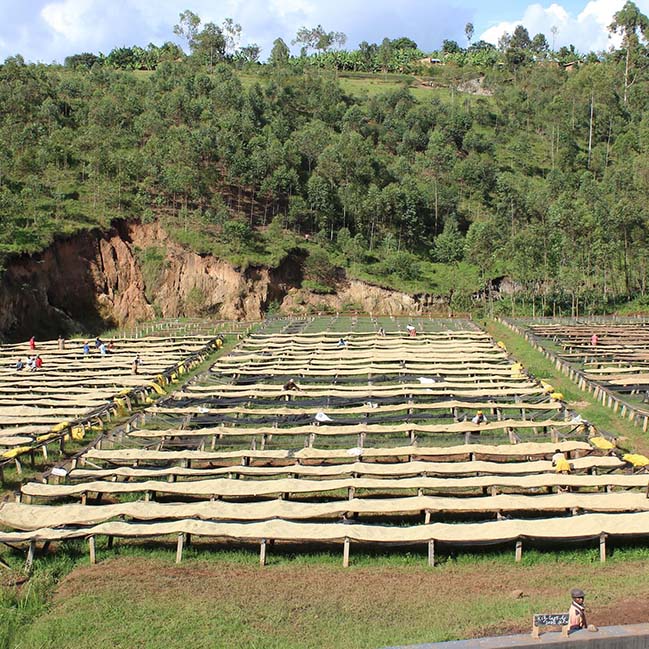 Burundi Kibingo Washed Red Bourbon - Image 3