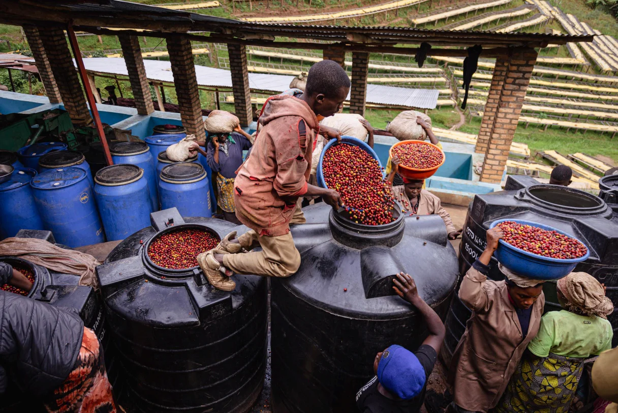Rwanda Muhororo Ireme Anaerobic Natural - Image 3