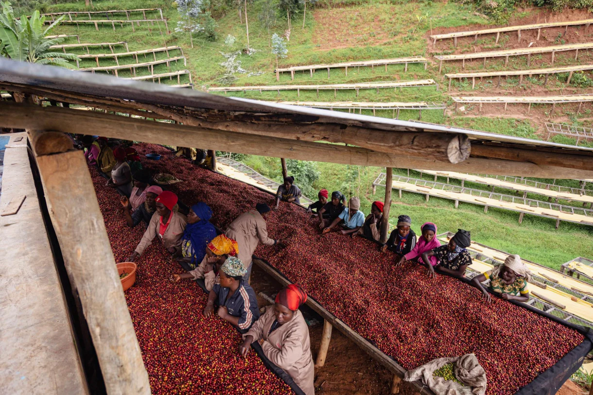 Rwanda Muhororo Ireme Anaerobic Natural - Image 4
